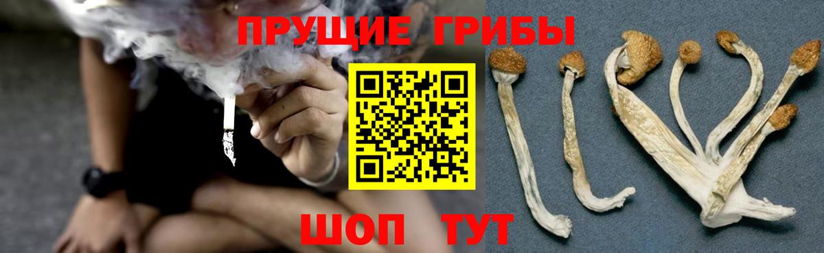 Псилоцибиновые грибы прущие грибы Грозный